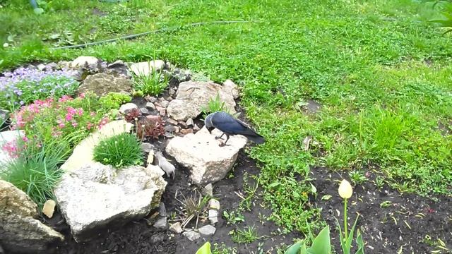 #Shorts ГАЛКА И МАЙСКИЙ ЖУК смотреть онлайн