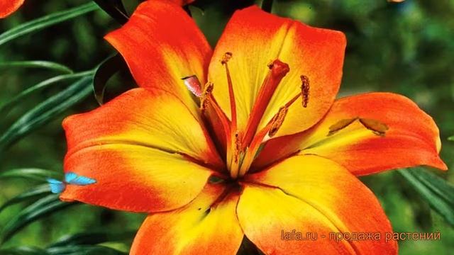 Лилия азиатская Форевер Линда (forever linda) ? обзор: как сажать, луковицы лилии Форевер Линда смотреть онлайн