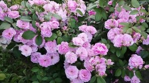 Канадская роза Морден Сентенниал