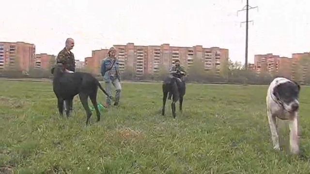Great danes walking смотреть онлайн