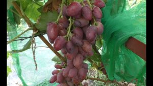 Виноград 2022. Борисфен