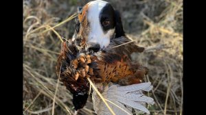 Работа по петуху фазана двумя РОСами в зарослях амброзии.