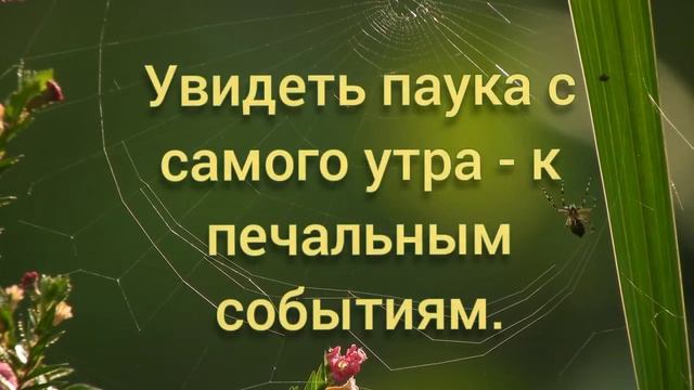 Примета про пауков смотреть онлайн