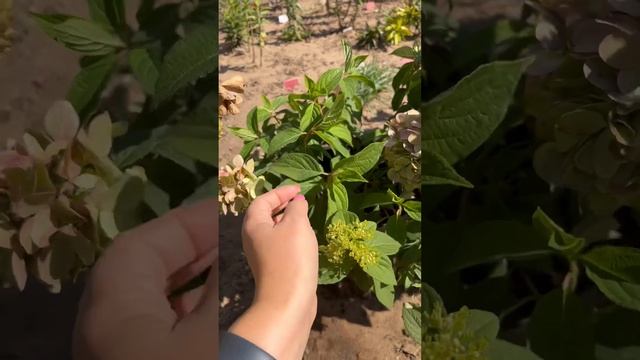 Гортензия Mojito (Мохито) смотреть онлайн
