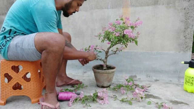 Bougainvillea Bonsai Tree 04 || Samaresh Bonsai || 2019