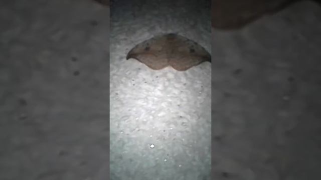 Это бабочка или моль ну или же матылёк история из моей жизни удивительно правда!!? смотреть онлайн