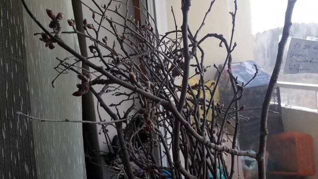 Побеги, мужские сережки тополя белого пирамидального смотреть онлайн