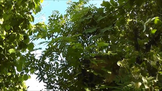 Рои в июне не дают скучать!🌈🌞🌲🐝🐝🐝🐝🐝🌳😁👍 смотреть онлайн