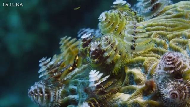 PEACEFUL UNDERWATER Sounds For DEEP SLEEP ? Stunning Aquarium Relax Music, Relaxing Ocean