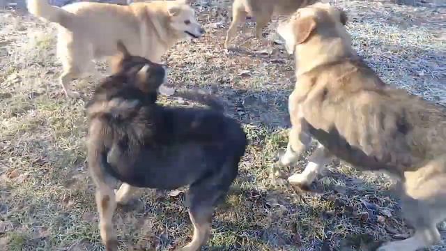 СОБАЧЬЯ жизнь как песня смотреть онлайн