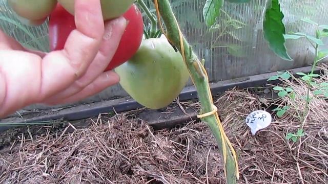 ОБЗОР ТОМАТА "ЛЮБИМЫЙ ПРАЗДНИК" смотреть онлайн