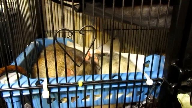 Где спят крысы? (Fancy Rats | Декоративные Крысы) смотреть онлайн