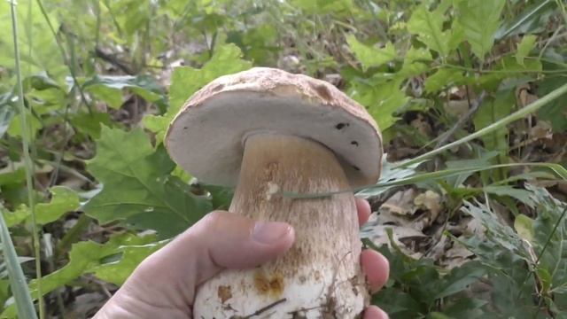 МАССОВЫЙ СБОР БЕЛЫХ ГРИБОВ в ДУБАХ! ОТКУДА ЗДЕСЬ СТОЛЬКО ГРИБОВ! смотреть онлайн