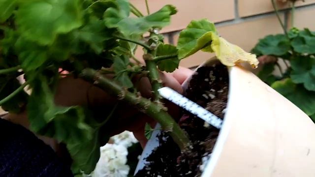 Не крупные пеларгонии для пышного цветения смотреть онлайн