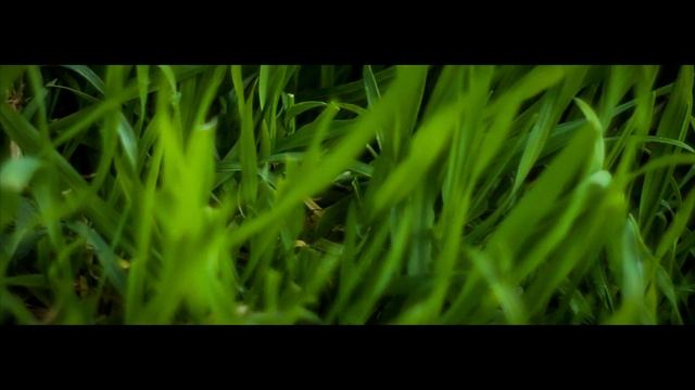 моё МАКРО_1 (RAW-VIDEO TEST. Canon 550D, Юпитер-8 2\50)