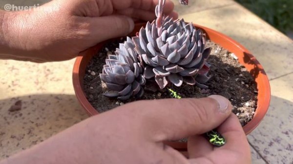 GRAPTOVERIA LULU | Cuidados de suculenta!