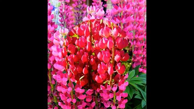 Розовые волны люпинов смотреть онлайн