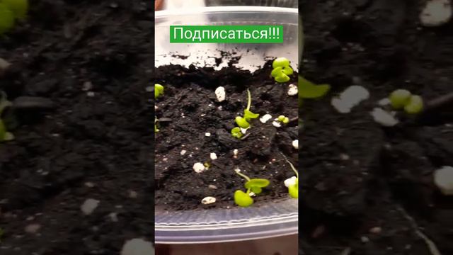 КОЛЕУС из семян смотреть онлайн