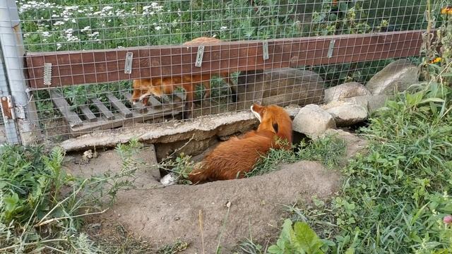 Лис Альф и лиса Василиса вместе смотреть онлайн