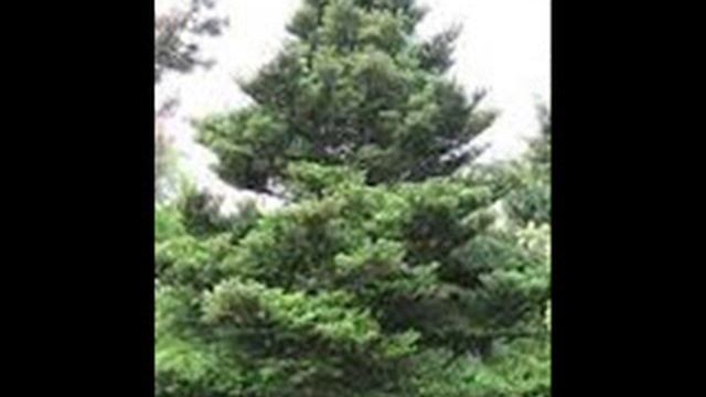 Каковы отличительные признаки сосны, пихты и ели? смотреть онлайн