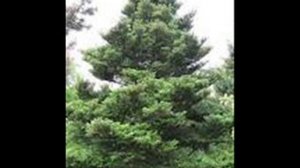 Каковы отличительные признаки сосны, пихты и ели?