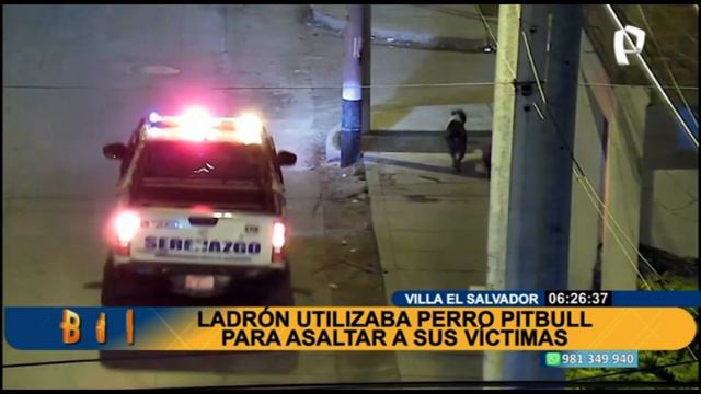 VES: detienen a ladrón de 18 años que usaba a perro pitbull para atacar a sus víctimas смотреть онлайн