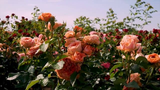 Видео обзор розы Корал Экспрешн (Спрей) -Coral Expression (Эквадор) смотреть онлайн