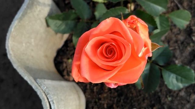 Обзор чайно-гибридных роз сорта Вау смотреть онлайн