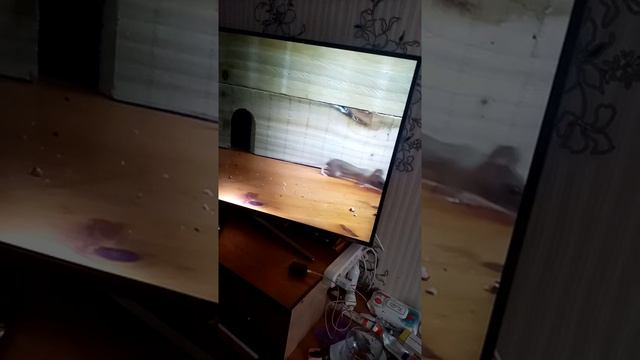 Любопытность - первое кредо Рыжика.