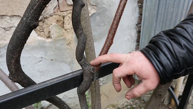 Формирующая, зимняя обрезка киви, сорт "Карпат Стратона Валентайн", возраст 6-7 лет. смотреть онлайн