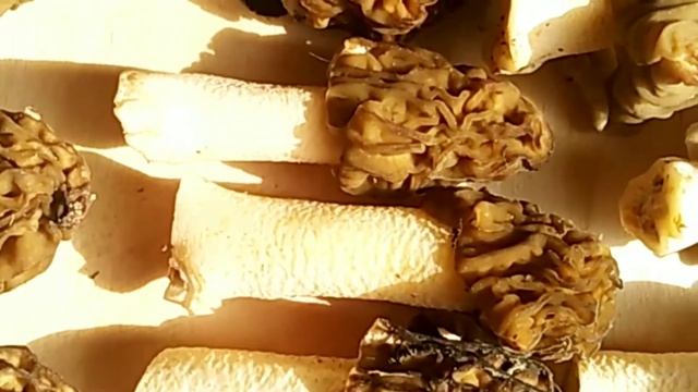 СМОРЧКОВАЯ ШАПОЧКА.Vepra bohemica.Описание,приготовление,полезные свойства. смотреть онлайн