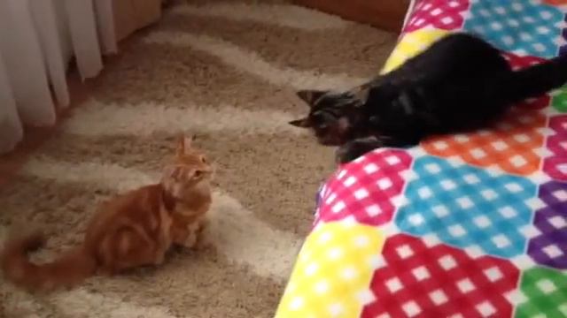 ДВА БРАТА - МЕЙН КУНЫ!!! НЕ СКУЧНО!!! Котята Иннокентий и Инди в Мурманске смотреть онлайн