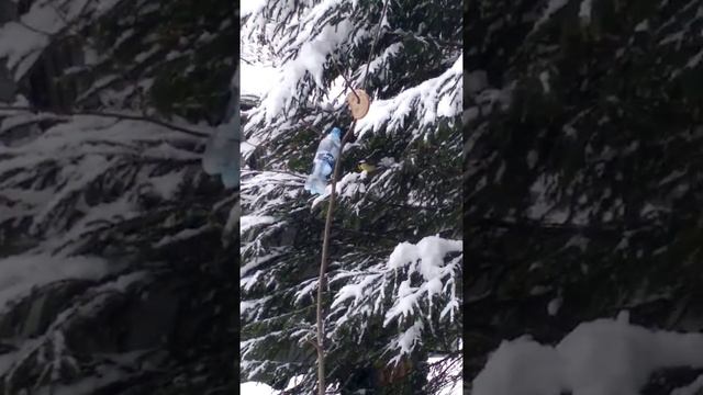 Синицы в лесу. смотреть онлайн