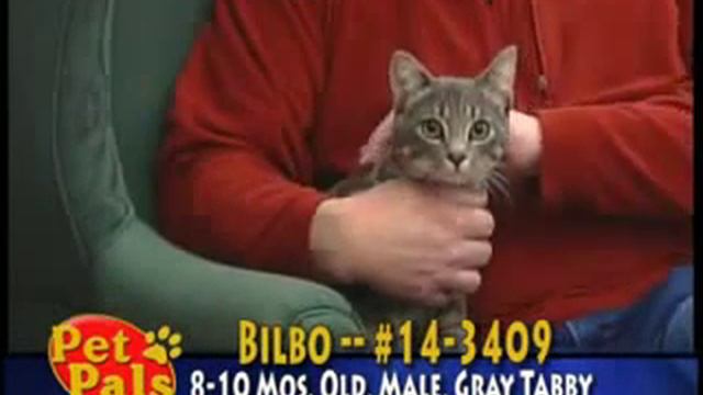 Pet Cats Eating Food Helth Training Sir Jon CORTER смотреть онлайн