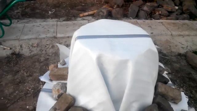 Пальма трахикарпус укрытие часть 3!!! смотреть онлайн