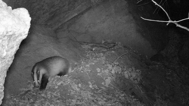 Барсучий город.  Появление новых обитателей.