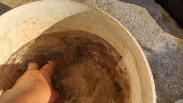 Красивые лианы. Как добится обильного цветения дипладении. Урожай персиков в моем саду. Моя обновка смотреть онлайн