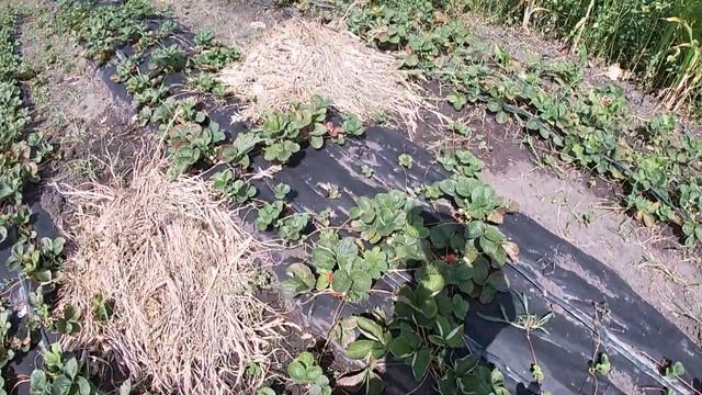 Оценка урожая. Ремонтантная клубника Альбион, Мальга, Кабрилло. смотреть онлайн