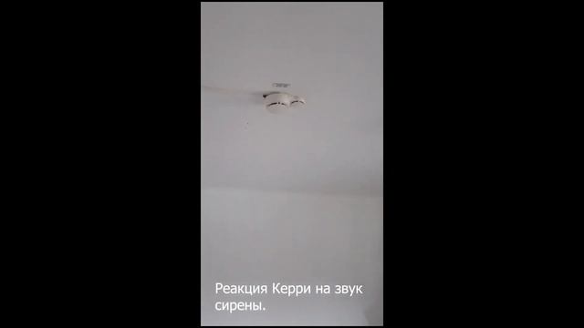 Игровой дневник Дедушки. смотреть онлайн