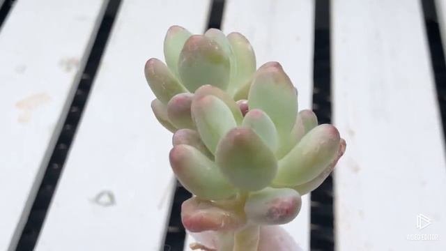 Pachyphytum Apple смотреть онлайн
