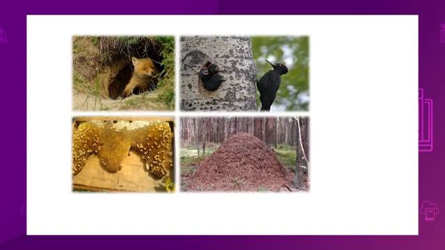 Литературное чтение. 3 класс. Дом, какой он? /29.12.2020/ смотреть онлайн