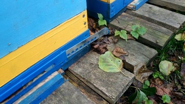 ВАРОМОР ДЫМ ПУШКА УБИЙЦА ПЧЕЛ , ИЛИ НЕТ? смотреть онлайн