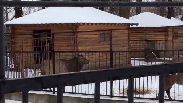 Европейский муфлон (European moufflon), Винторогий козел (Markhoor) смотреть онлайн