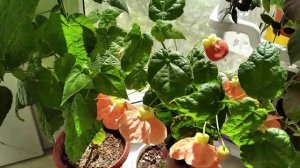 Абутилоны 4 сорта расцвели.