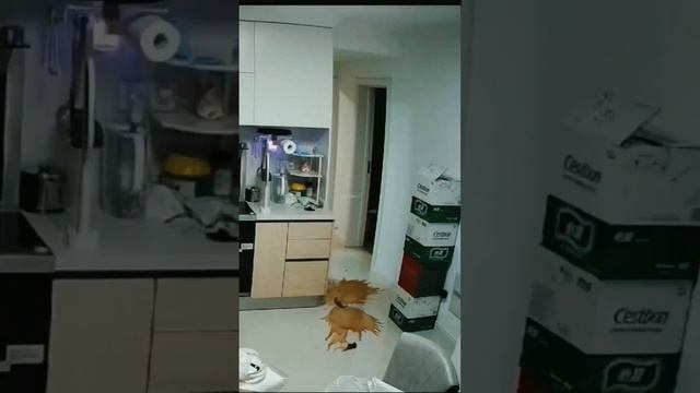 Кошки, как понять что они тебя ненавидят смотреть онлайн