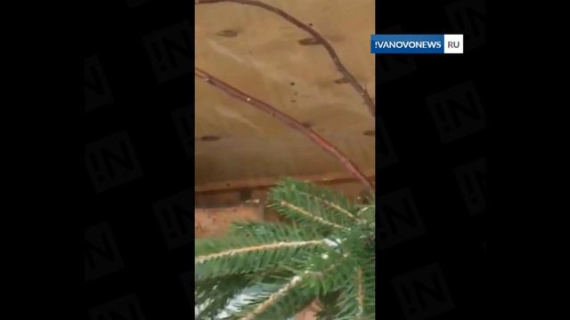 Животные и птицы ивановского зоопарка угощаются елками смотреть онлайн
