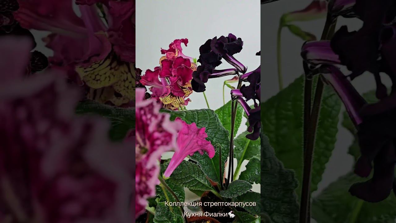 Стрептокарпусы коллекции Кухня Фиалки смотреть онлайн