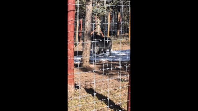 Wolf Tango смотреть онлайн