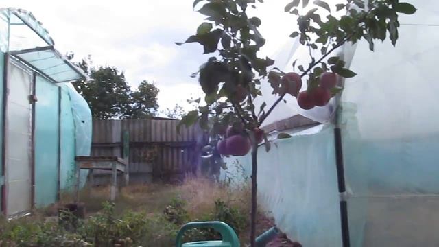Яблоня "Флорина" в первый год плодоношения. Сбор урожая. Уход.ч.1 смотреть онлайн