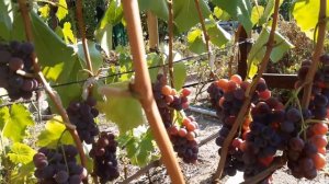 Виноград сорт Родина